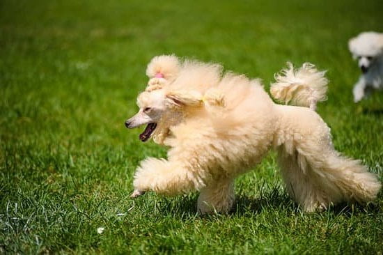 Electronic Dog Training Collars