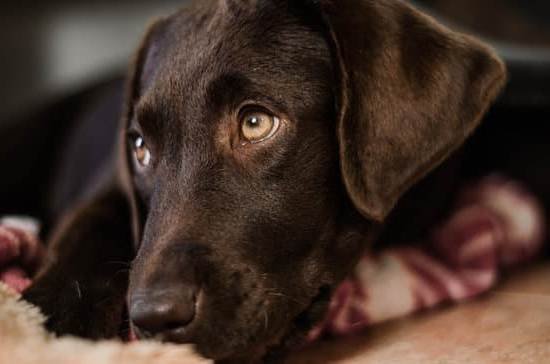 Emotional Support Dog Training At Home Emotional Support Dog Training At Home