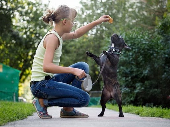 Family Dog Training Services Family Dog Training Services