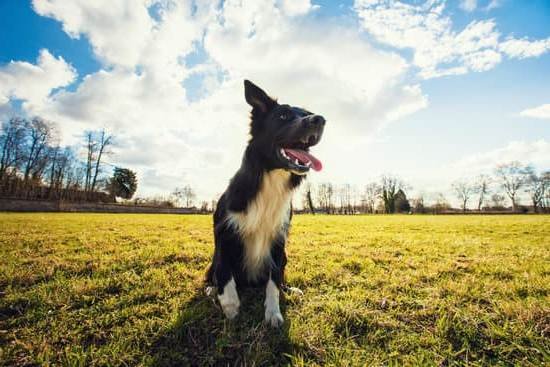 Find A Service Dog Trainer 1 Find A Service Dog Trainer