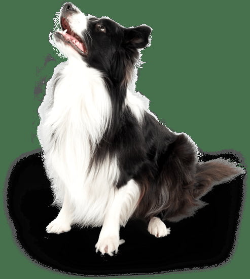 Flat Collar Dog Training