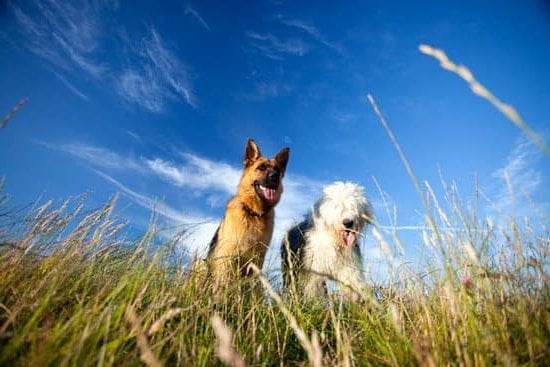 Free House Trained Dogs