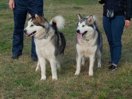Free Service Dog Training Programs Free Service Dog Training Programs