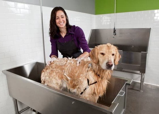 Get Your Dog Trained To Be A Therapy Dog Get Your Dog Trained To Be A Therapy Dog
