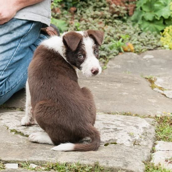 Getting Started Clicker Training For Dogs