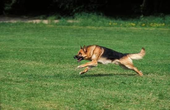 Good Dog Agility And Training Club