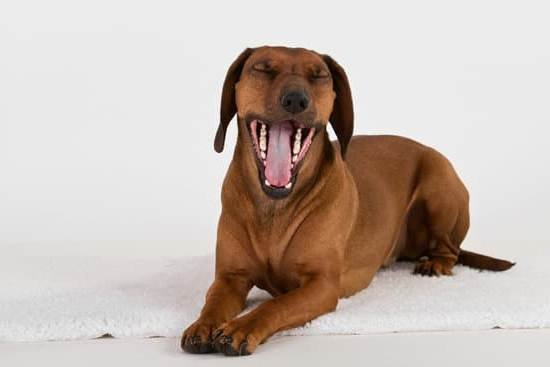 Hardest Dog Breeds To House Train Hardest Dog Breeds To House Train