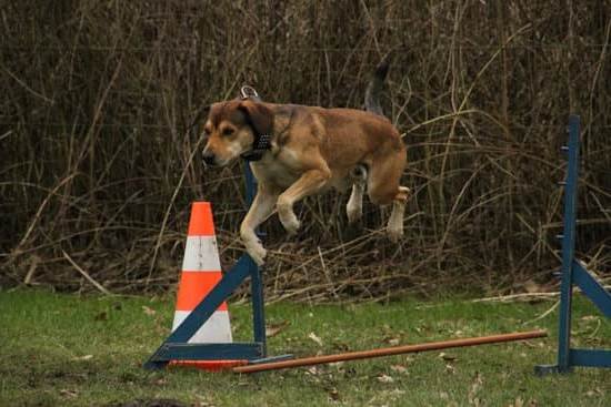Healthy Dog Training Treats Healthy Dog Training Treats