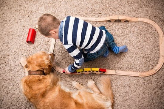 Help House Training My Dog 1 Help House Training My Dog