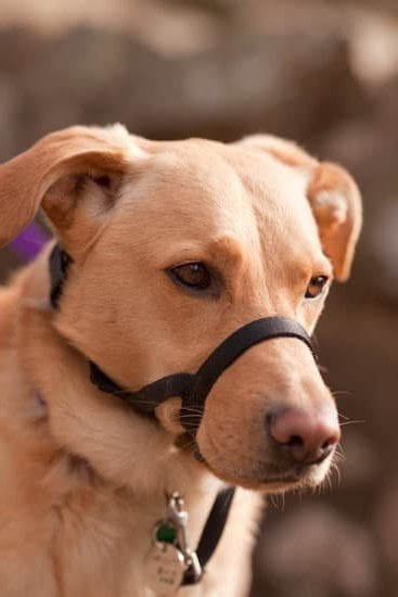 Hospital Service Dog Training 7 Hospital Service Dog Training