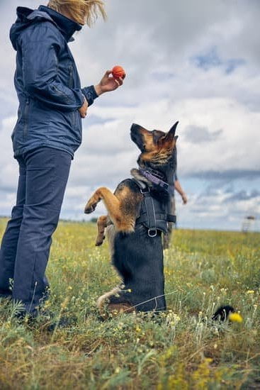 House Training A Dachshund Dog