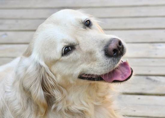 How Can I Train My Dog To Attack