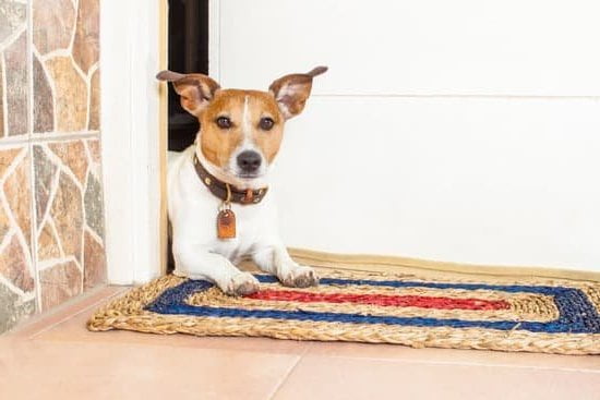 How Do Dogs Get Potty Trained