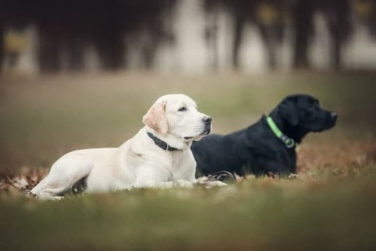 How Do I Train An Aggressive Dog 1 How Do I Train An Aggressive Dog