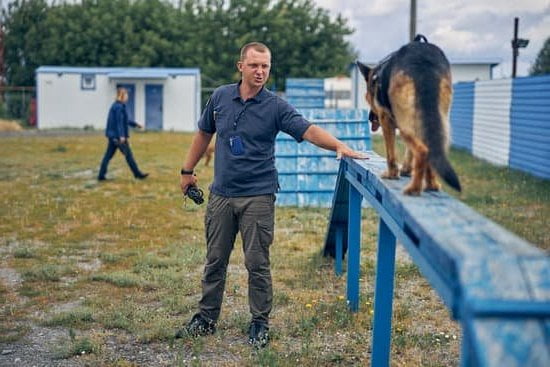 How Do I Train My Dog To Be Obedient How Do I Train My Dog To Be Obedient