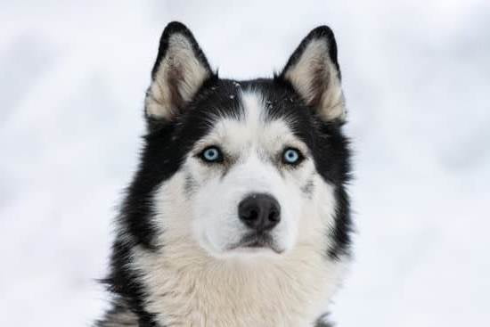 How Do You House Train A Dog In 7 Days How Do You House Train A Dog In 7 Days