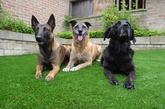 How Do You House Train A Rescue Dog 1 How Do You House Train A Rescue Dog