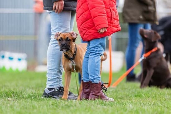 How Do You Train A Dog To Walk On Leash 1 How Do You Train A Dog To Walk On Leash
