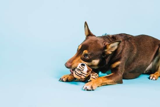 How Fast Can You Potty Train A Dog