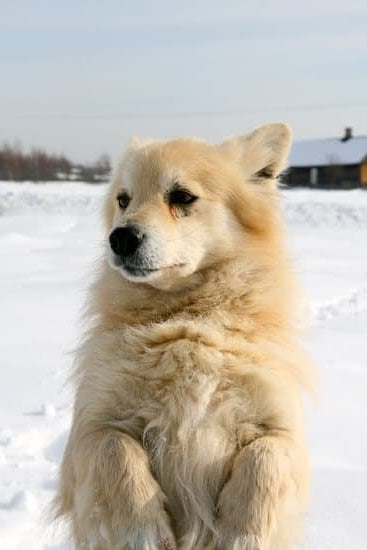 How Long Are Service Dogs Trained 5 How Long Are Service Dogs Trained