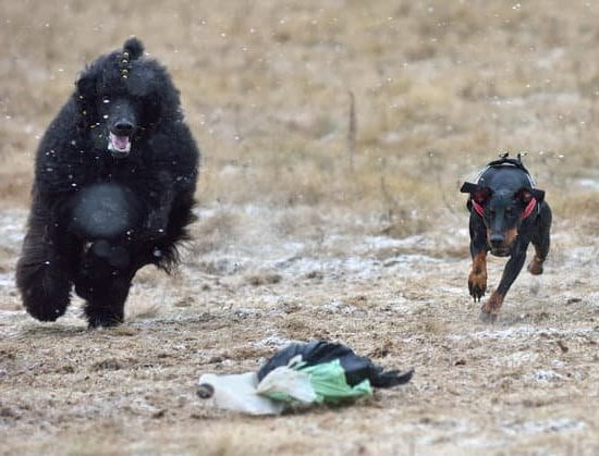 How Long Does It Take To Train Dogs 1 How Long Does It Take To Train Dogs