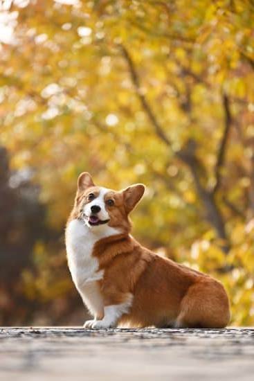 How Long Does Potty Training Take Dog How Long Does Potty Training Take Dog