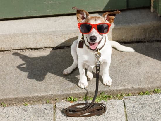 How Much Are Trained Service Dogs 1 How Much Are Trained Service Dogs