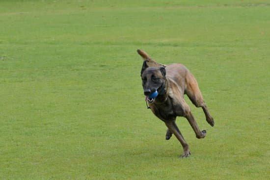 How Much Does A Trained Guard Dog Cost How Much Does A Trained Guard Dog Cost
