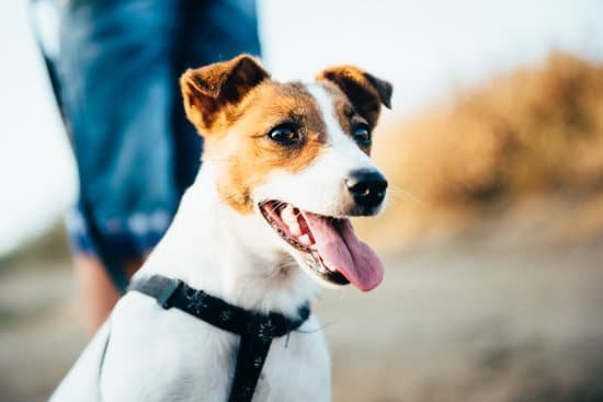 How Much Does Dog Training Cost At Petsmart How Much Does Dog Training Cost At Petsmart