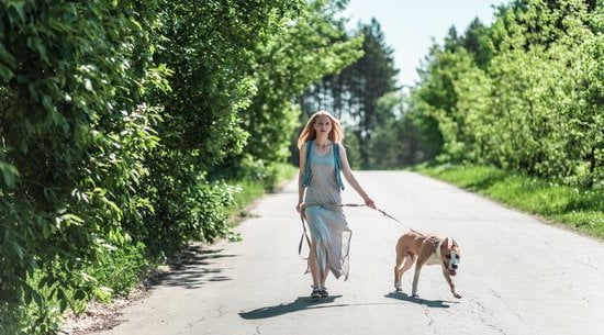 How Much Does Dog Training Cost Near Me How Much Does Dog Training Cost Near Me