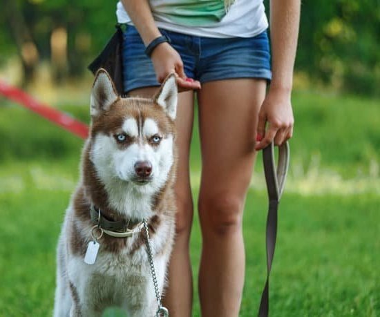 How Much Does It Cost For Service Dog Training