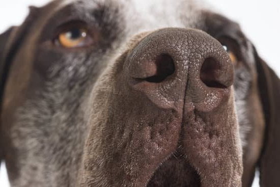 How Much Does It Cost To Have Your Dog Trained How Much Does It Cost To Have Your Dog Trained