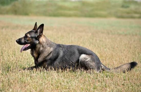 How Much Does It Cost To Service Train A Dog How Much Does It Cost To Service Train A Dog