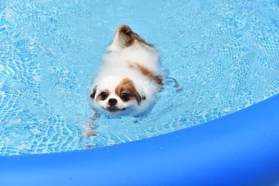 How Much Does It Cost To Train A K9 Dog 1 How Much Does It Cost To Train A K9 Dog