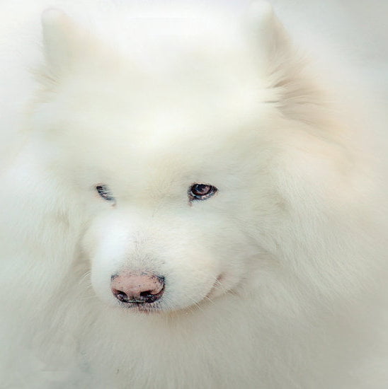 How Much Does Lorenzo'S Dog Training Cost How Much Does Lorenzo’S Dog Training Cost