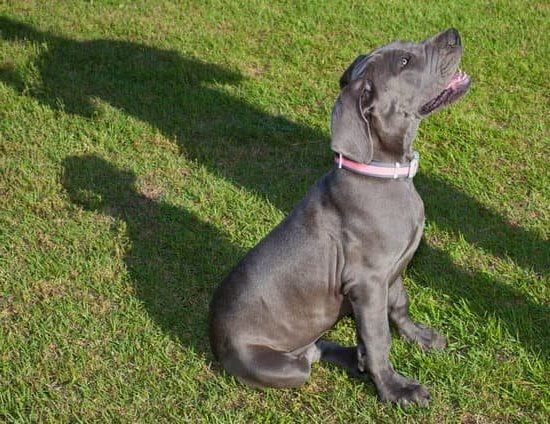 How Much Is A Dog Training Course