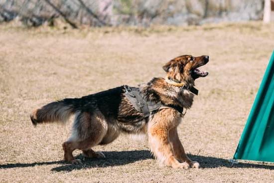 How Much Is Dog Training At Petco How Much Is Dog Training At Petco