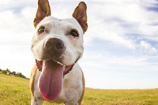 How Much Is It To Potty Train A Dog How Much Is It To Potty Train A Dog