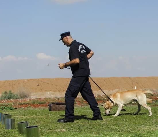 How Much Is Protection Dog Training 1 How Much Is Protection Dog Training