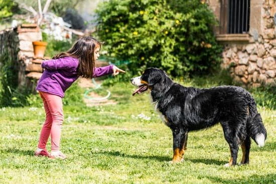 How Old For Dogs To Be Potty Trained How Old For Dogs To Be Potty Trained