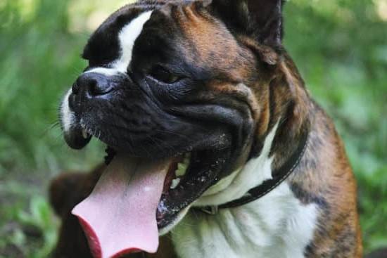 How To Become A Service Dog Trainer Canada How To Become A Service Dog Trainer Canada
