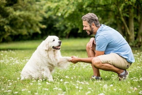 How To Bell Train A Dog To Go Potty