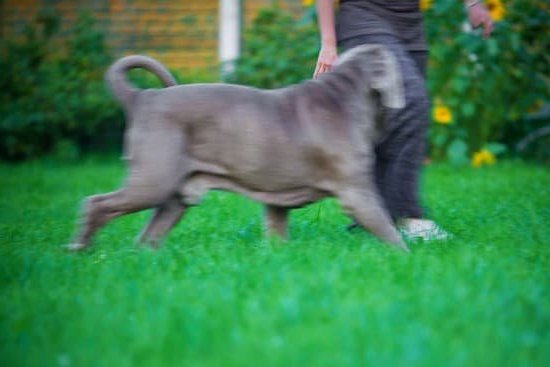 How To Bell Train An Older Dog 1 How To Bell Train An Older Dog