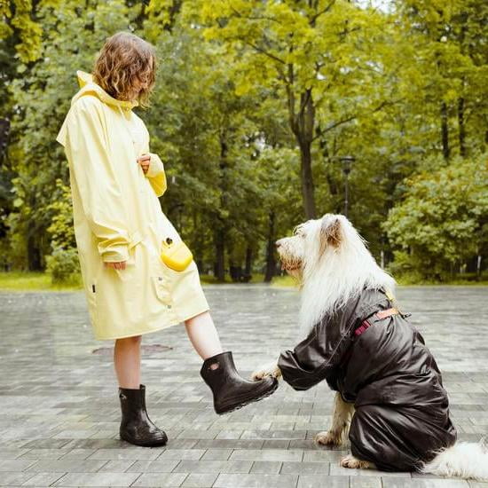 How To Clicker Train A Dog Not To Bark