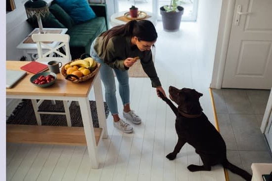 How To Crate Train A Dog That Cries 1 How To Crate Train A Dog That Cries