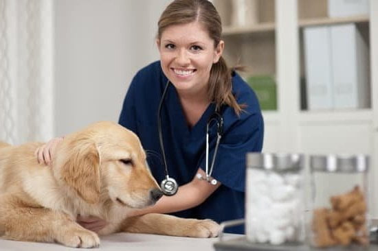 How To Discipline A Dog When Potty Training 1 How To Discipline A Dog When Potty Training