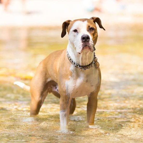 How To Get A Dog Trained As A Service Animal How To Get A Dog Trained As A Service Animal