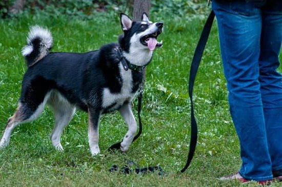 How To Get A Dog Trainer Certification 1 How To Get A Dog Trainer Certification
