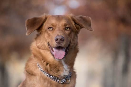 How To Get A Trained Therapy Dog