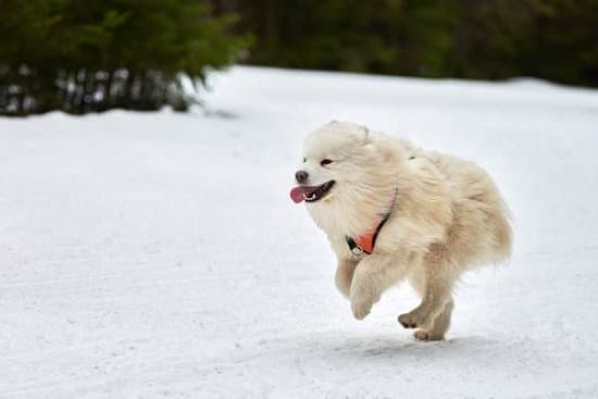 How To Get Dog Crate Trained How To Get Dog Crate Trained